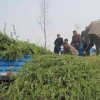 什么地方有垂柳樹賣