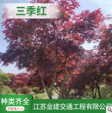 紅楓基地 三季紅 紅楓 品種齊全