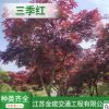 紅楓基地 三季紅 紅楓 品種齊全