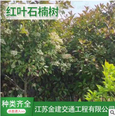 供應高桿【紅葉石楠】綠化工程苗木獨桿紅葉石楠樹