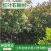 供應高桿【紅葉石楠】綠化工程苗木獨桿紅葉石楠樹