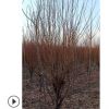 廠家直銷碧桃 綠化工程用碧桃 規格多樣碧桃樹形美觀 量大優惠