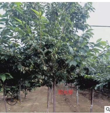 現貨供應高干櫻花 規格多樣 綠化工程庭院種植 適應能力強