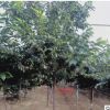 現貨供應高干櫻花 規格多樣 綠化工程庭院種植 適應能力強