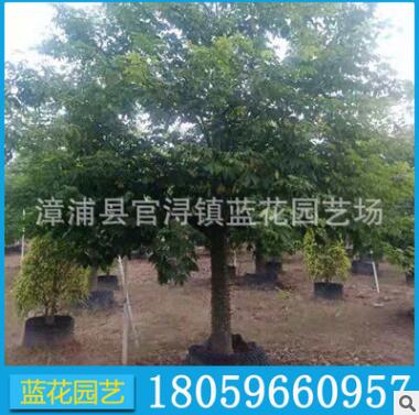 美麗異木棉 各種規格供應 福建基地直銷 大腹木棉