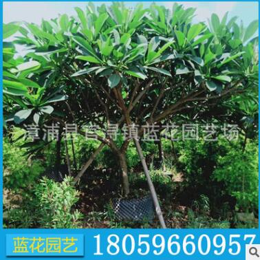 紅花雞蛋花 福建紅花雞蛋花樹苗 大量批發 多規格供應