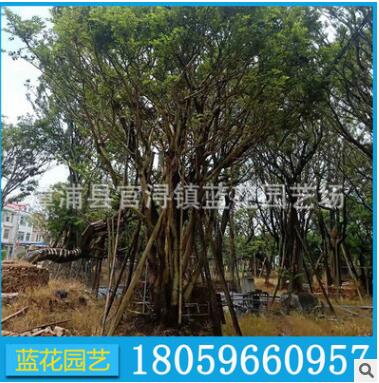 叢生樸樹袋苗 各規格樸樹 精品叢生樸樹 大量批發