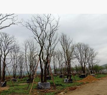 烏桕，福建烏桕，叢生烏桕