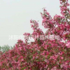 沭陽優美園林/北美海棠
