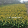 江蘇沭陽大量金葉女貞 有需要聯系