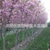 供應/櫻花、丁香.桂花.