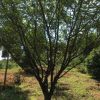基地批發優質櫻花樹 觀花綠植 行道風景樹 規格齊全