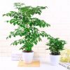 幸福樹小富貴綠植小盆栽水培花卉植物辦公室內盆景吸甲醛防輻射