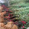 綠化苗庭院植物竹子苗青竹苗紫竹苗盆栽竹苗金鑲玉竹四季常青包活