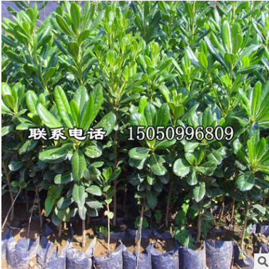 庭院綠化苗木 海桐樹(shù)苗 四季常青籬笆苗 庭院海桐苗綠化植物綠植