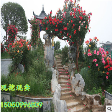 樹(shù)狀月季 樹(shù)樁樹(shù)形月季樹(shù)型 嫁接月季 大花月季歐月 月季苗月季樹(shù)