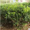 無刺枸骨球 枸骨 枸骨球無刺枸骨 規格齊全園林工程庭院花園造景