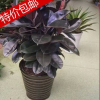 綠植盆栽除甲醛凈化空氣健康辦公室花卉綠色植物黑金剛盆景橡皮樹