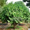 園林綠化觀賞植物山茶花樹 基地直銷 優(yōu)價(jià)供應(yīng)各規(guī)格山茶花樹苗