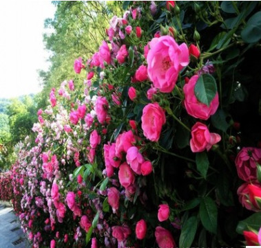 基地苗圃直銷爬藤植物薔薇花苗 無刺薔薇苗批發 爬墻薔薇量大優惠