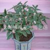 室內(nèi)盆栽之一【金邊瑞香】. 瑞香花苗 花中祥瑞 規(guī)格齊全