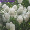 庭院花卉植物木本繡球苗 白繡球 瓊花樹繡球花 盆栽地栽花期久