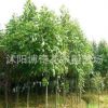 供應(yīng)馬褂木（鵝掌楸） 馬褂木小苗 馬褂木價(jià)格 附馬褂木栽培技術(shù)