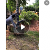 低價供應綠化苗木花葉高山榕花木農戶自家花場直銷寵物及園藝園林