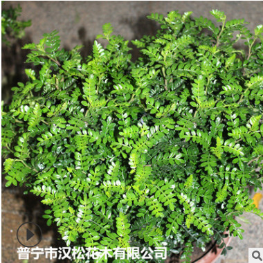 低價供應園林批發各種綠化苗木胡椒木寵物園藝盆景瘋狂促銷爆款