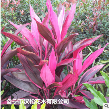 低價供應園林批發各種綠化苗木亮葉朱蕉寵物園藝盆景瘋狂促銷爆款
