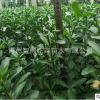 瓜子黃楊 小葉黃楊 綠化冬青 大葉黃楊 金邊黃楊綠化工程 庭院籬