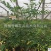 供應街道綠化南天竹基地直銷優 南天竹毛球 火焰南天竹等工程綠化