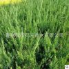 苗圃批發小龍柏耐寒耐旱好成活小龍柏園林綠化工程小龍柏好管理