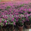 四季循環開花三角梅苗 紅色三角梅花卉地栽盆景 室內陽臺植物盆栽