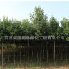 大葉女貞樹苗工程綠化苗木行道點綴庭院種植量大從優(yōu)大葉女貞直銷