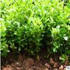 衛(wèi)矛小苗色塊花鏡庭院彩色綠化工程苗大葉綠籬綠化花卉