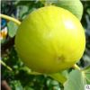 基地無花果苗直銷金傲芬 果樹苗 當年結果盆栽批發無花果品種齊全