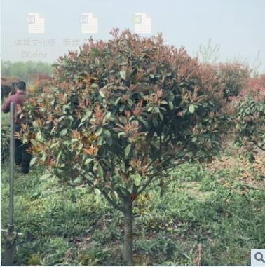 紅葉石楠 紅羅賓 綠籬 灌木 球類花壇綠化工程 基地直銷