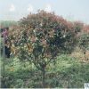 紅葉石楠 紅羅賓 綠籬 灌木 球類花壇綠化工程 基地直銷