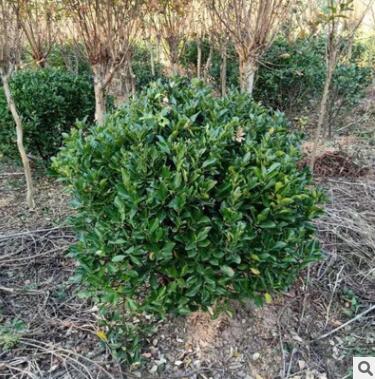 優質冬青球批發 常綠球類 開花喬木植物 冬青球基地直供
