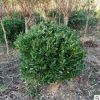 優質冬青球批發 常綠球類 開花喬木植物 冬青球基地直供