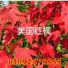 基地批發(fā)綠化工程苗 美國紅楓苗美國紅楓-秋火焰紅楓苗
