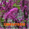 供應(yīng)綠化苗木 紫荊小苗 叢生紫荊 紫荊樹 樹苗批發(fā)