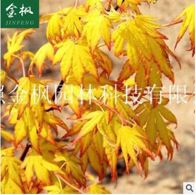 供應(yīng) 日本紅楓爪柿 日本紅楓小苗苗木 山東綠化苗木批發(fā)