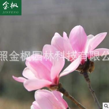 批發(fā) 粉玉蘭苗木 綠化工程苗木 規(guī)格齊全玉蘭苗木