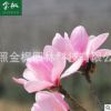 批發 粉玉蘭苗木 綠化工程苗木 規格齊全玉蘭苗木
