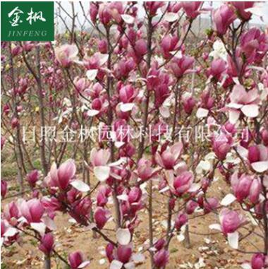 長(zhǎng)期供應(yīng)紫玉蘭 風(fēng)景樹(shù)種類齊全 工程用綠化小苗紅玉蘭小苗