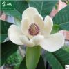 廠家批發日本厚樸 美化日本綠化苗木 綠化工程苗木