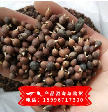 批發(fā)老人葵種子 華盛頓棕櫚種子 價格從優(yōu) 量大優(yōu)惠