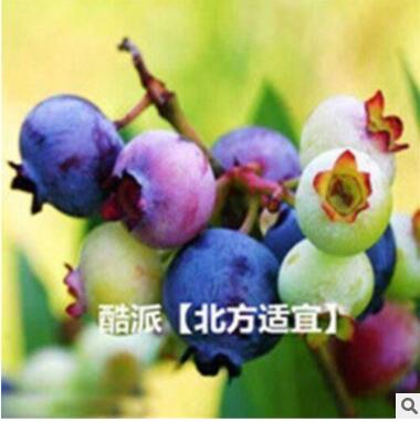 藍莓樹苗種子盆栽地栽藍梅樹果樹苗種子